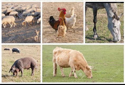 What Farm Animals Can Be Kept Together